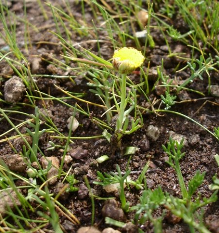 Cotula leptalea hasty blooming